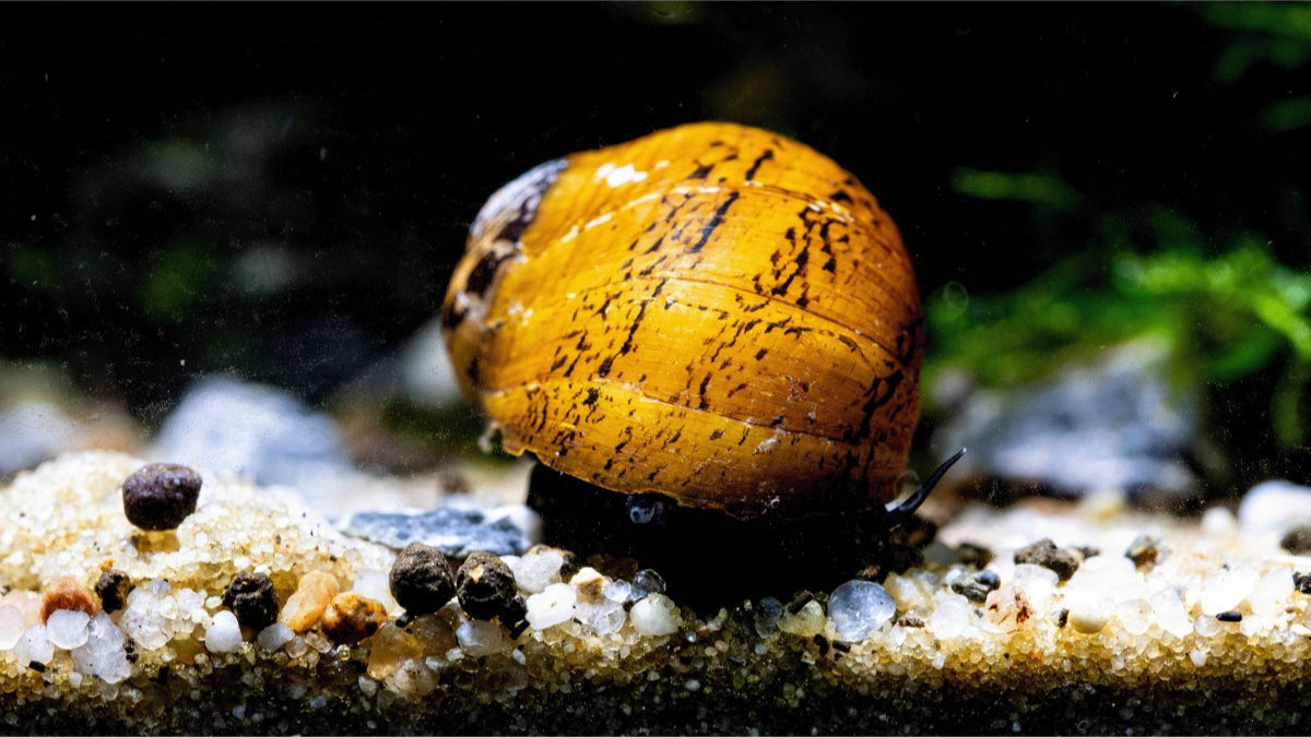 Aquarium Schnecke zur Algenbekämpfung