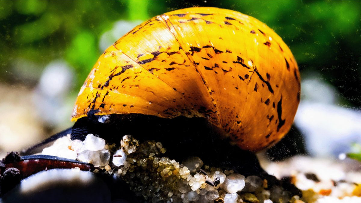 Neritodryas javanica frisst Algen