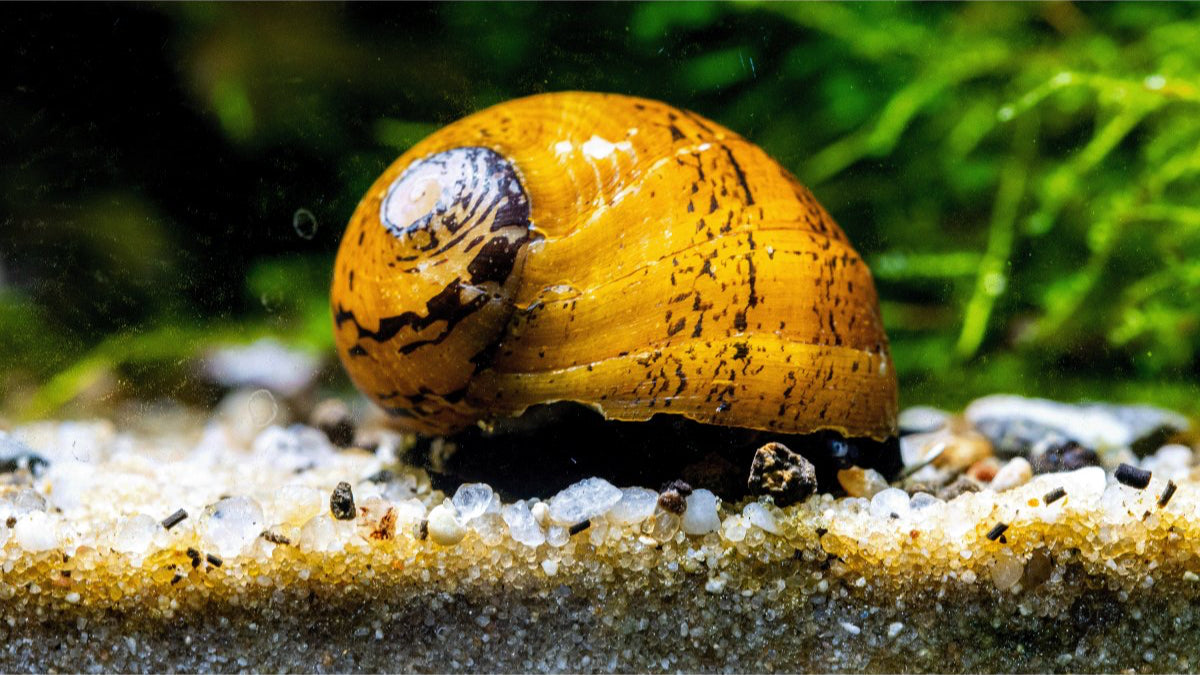 Dekorative Rennschnecke für Aquarien