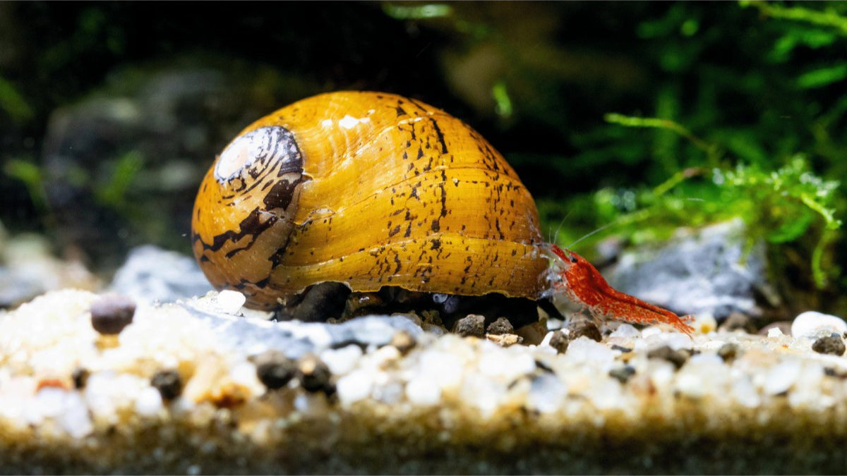 O-Ring Rennschnecke - Neritodryas javanica - GarnelenTv-Shop

O-Ring Rennschnecke im Aquarium

