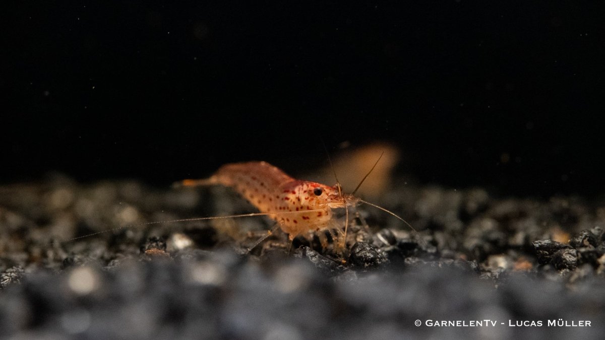 Orange Amanogarnele - Caridina multidentata var. &quot;orange&quot; - GarnelenTv-Shop