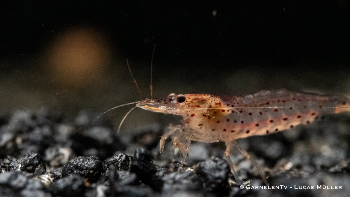 Orange Amanogarnele - Caridina multidentata var. &quot;orange&quot; - GarnelenTv-Shop