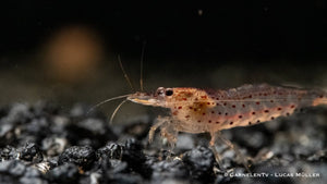 Orange Amanogarnele - Caridina multidentata var. "orange" - GarnelenTv-Shop