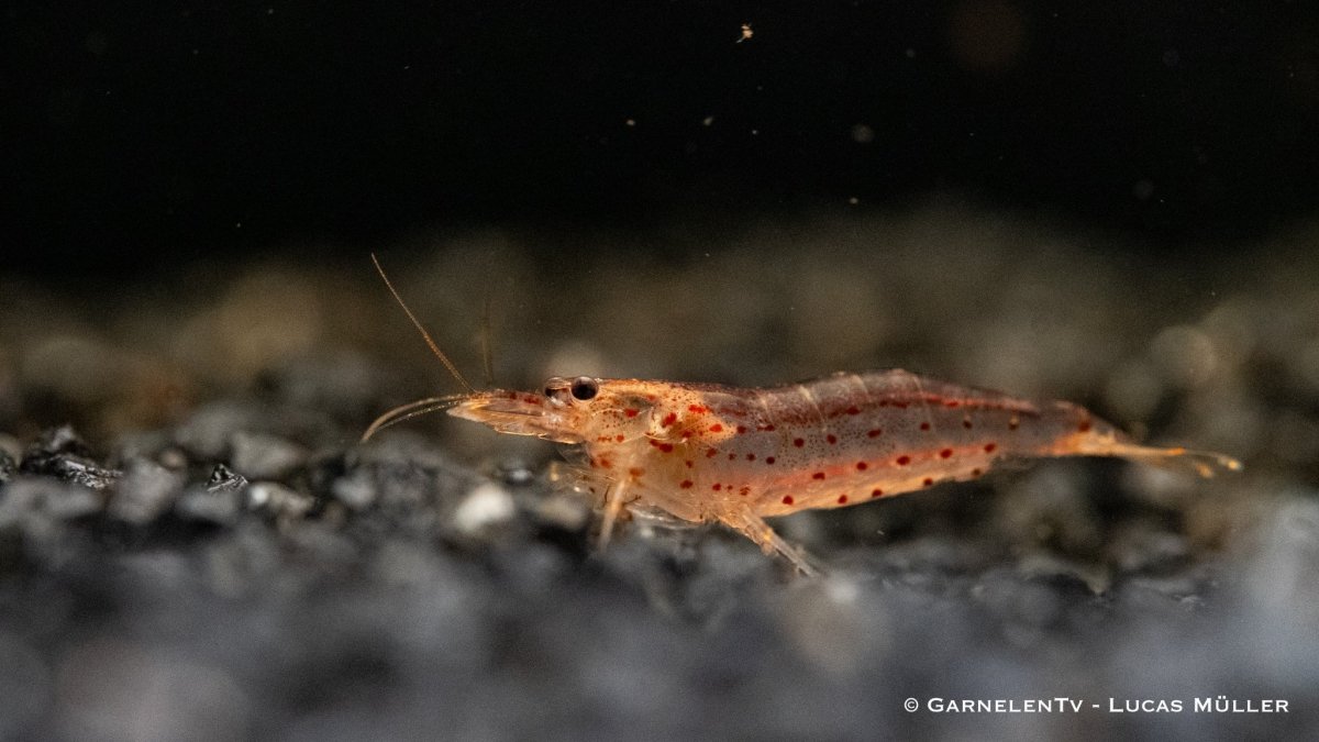 Orange Amanogarnele - Caridina multidentata var. "orange" - GarnelenTv-Shop