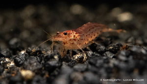 Orange Amanogarnele - Caridina multidentata var. "orange" - GarnelenTv-Shop