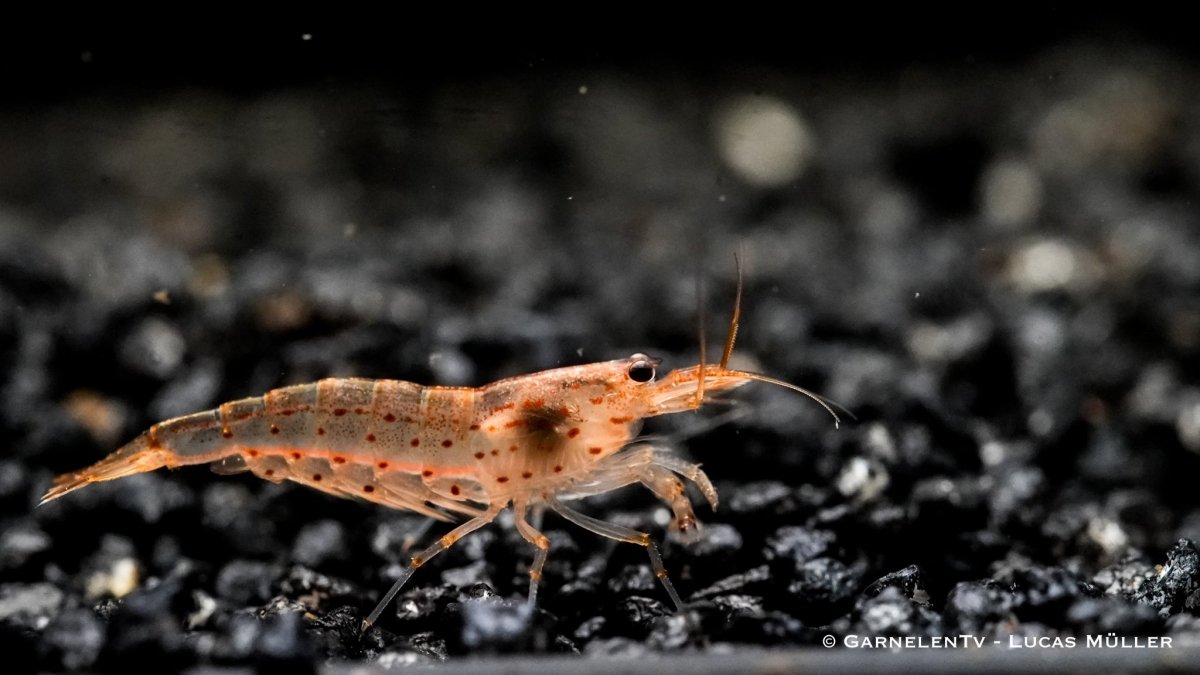 Orange Amanogarnele - Caridina multidentata var. &quot;orange&quot; - GarnelenTv-Shop