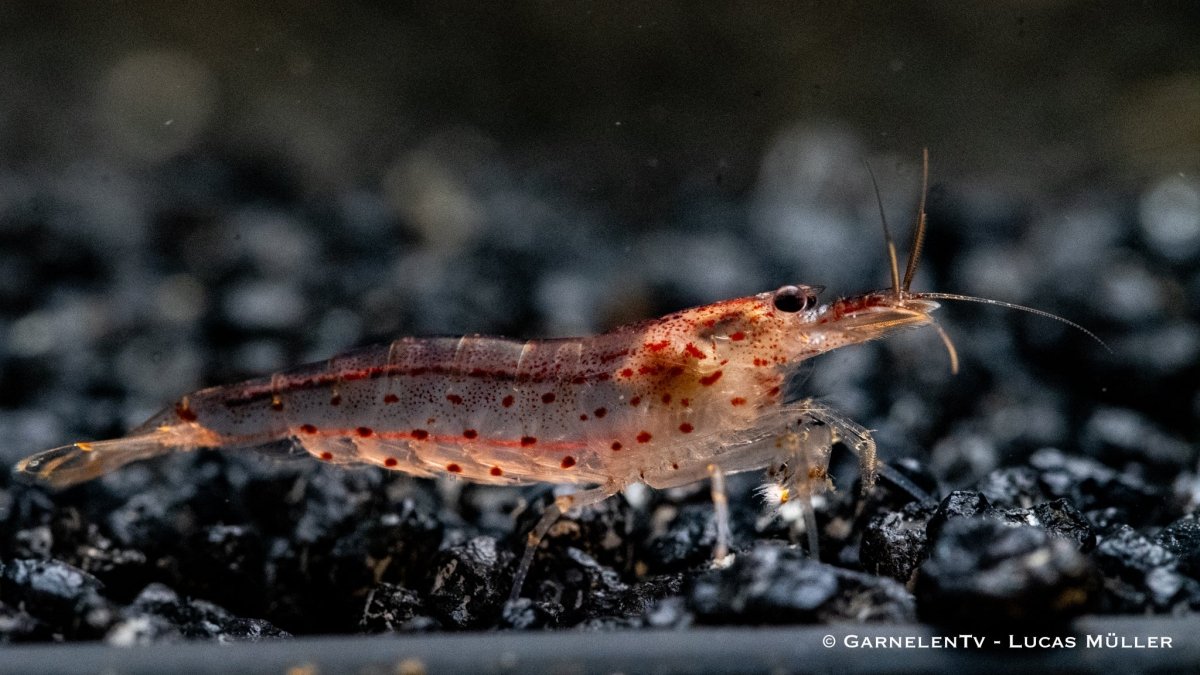 Orange Amanogarnele - Caridina multidentata var. "orange" - GarnelenTv-Shop