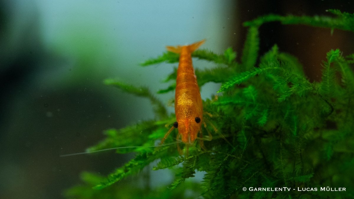 Orange Fire Garnele - Neocaridina davidi "Orange" (DNZ) - GarnelenTv-Shop

Orange Fire Garnele – leuchtende Neocaridina davidi im Aquarium
