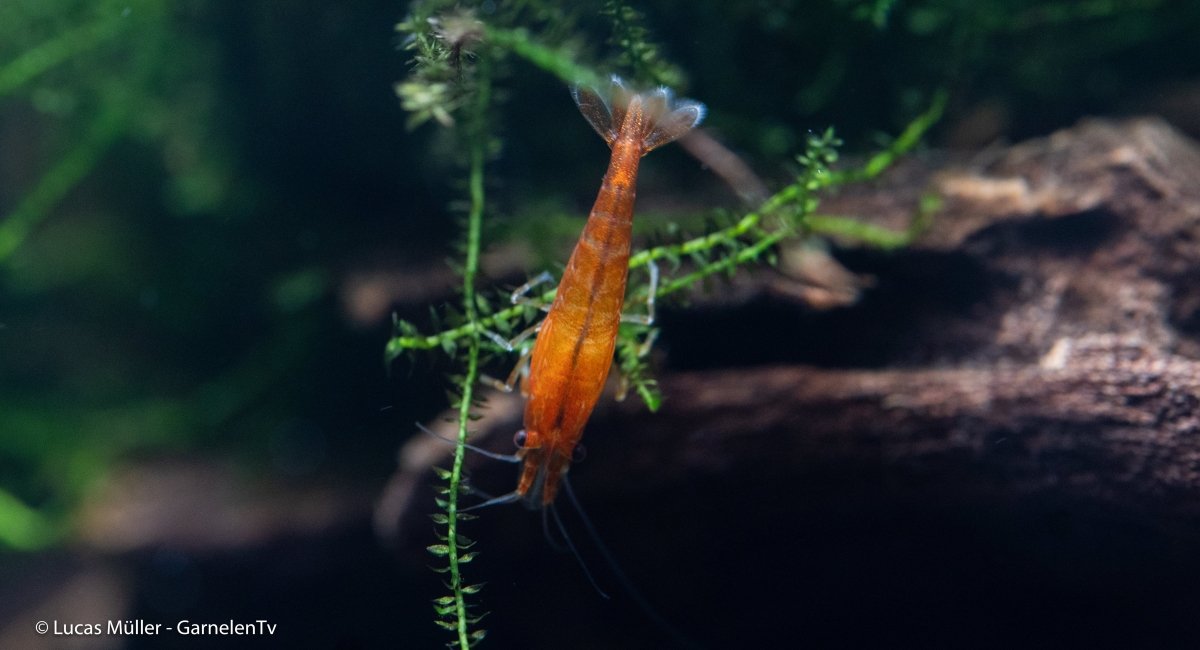 Orange Fire Garnele - Neocaridina davidi &quot;Orange&quot; (DNZ) - GarnelenTv-Shop

Orange Fire Sakura Garnele auf Pflanzen mit intensiver Farbe
