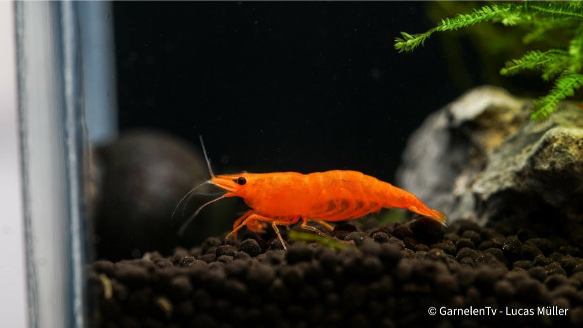 Orange Sakura Garnele schwimmt im Wasser