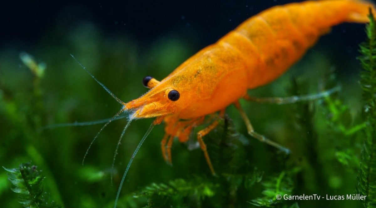 Orange Fire Garnele - Sakura Sunkist Garnele - Neocaridina davidi &quot;Orange&quot; (DNZ) - GarnelenTv-Shop

Weibliche Orange Fire Sakura Garnele mit intensiver Färbung

