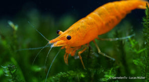 Orange Fire Garnele - Sakura Sunkist Garnele - Neocaridina davidi "Orange" (DNZ) - GarnelenTv-Shop

Weibliche Orange Fire Sakura Garnele mit intensiver Färbung

