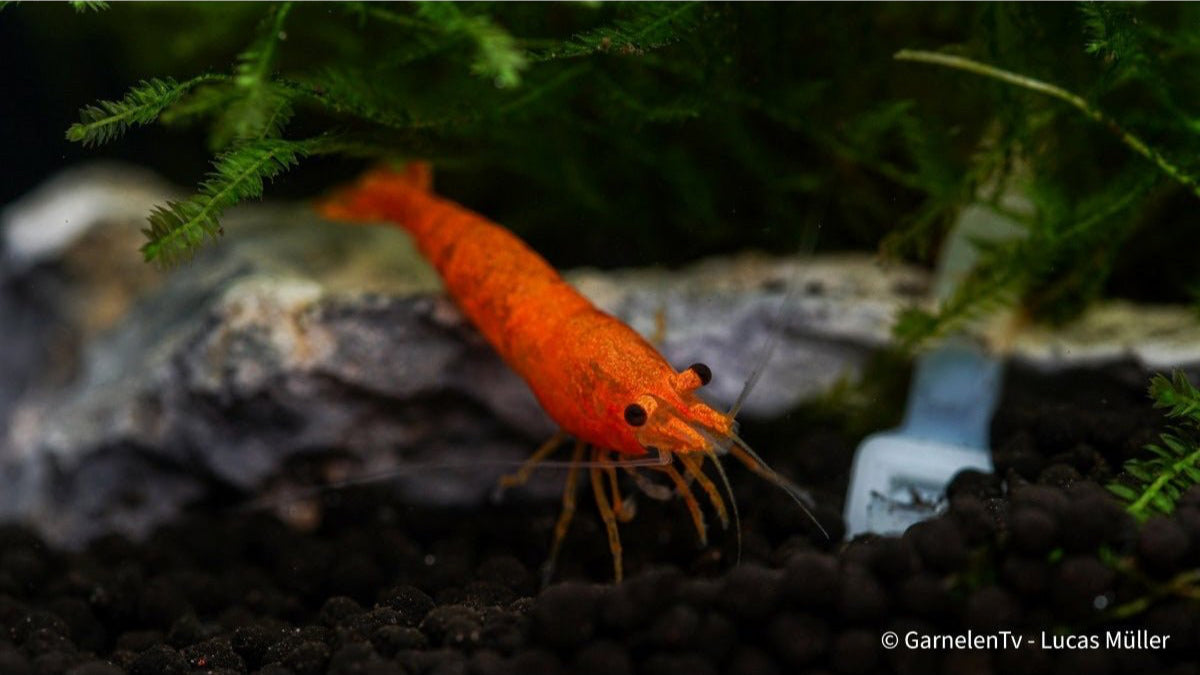 Orange Fire Sakura Garnele auf Aquarienpflanze