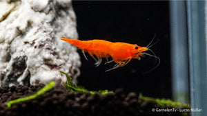 Orange Fire Garnele - Sakura Sunkist Garnele - Neocaridina davidi "Orange" (DNZ) - GarnelenTv-Shop