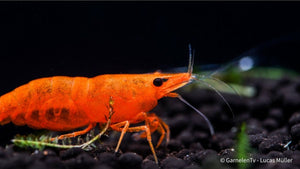 Leuchtend orange Sakura Sunkist Garnele