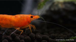 Aquarienansicht mit Sakura Sunkist Garnele