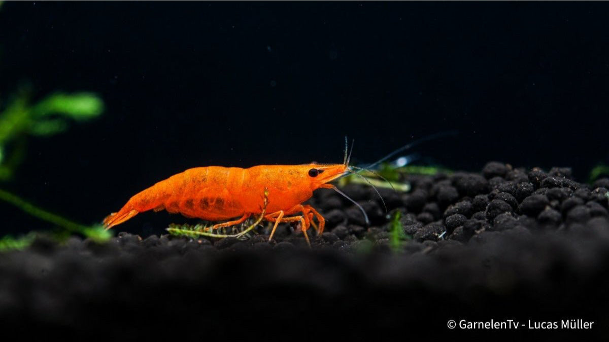 Orange Fire Garnele - Sakura Sunkist Garnele - Neocaridina davidi &quot;Orange&quot; (DNZ) - GarnelenTv-Shop

Neocaridina davidi &quot;Orange&quot; Garnele im Detail

