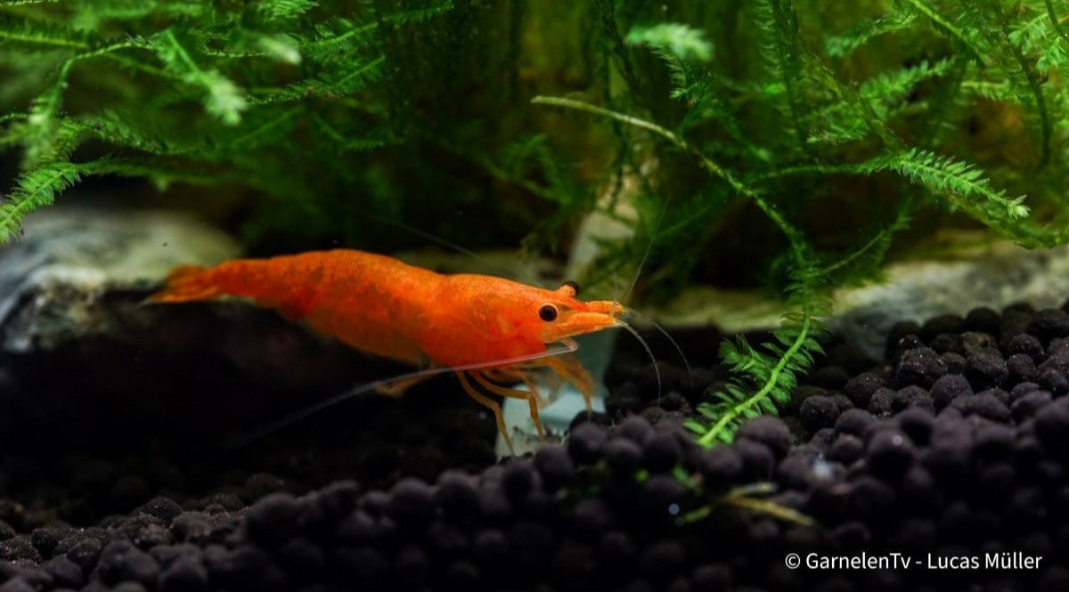Orange Fire Garnele - Sakura Sunkist Garnele - Neocaridina davidi &quot;Orange&quot; (DNZ) - GarnelenTv-Shop

Naheaufnahme der Orange Fire Sakura Garnele

