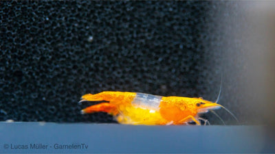 Orange Rili Sakura Garnelen - Neocaridina davidi