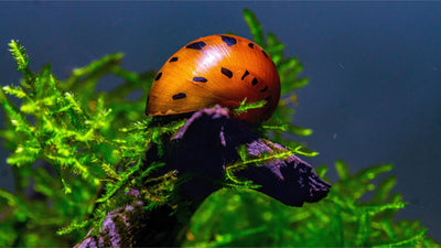 Orange Track Rennschnecke - Vittina semiconica