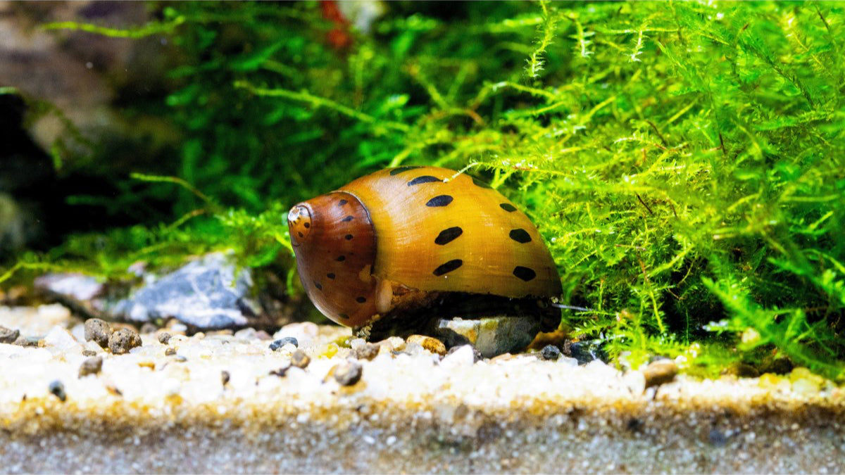 Orange Track Rennschnecke bei der Algenreinigung