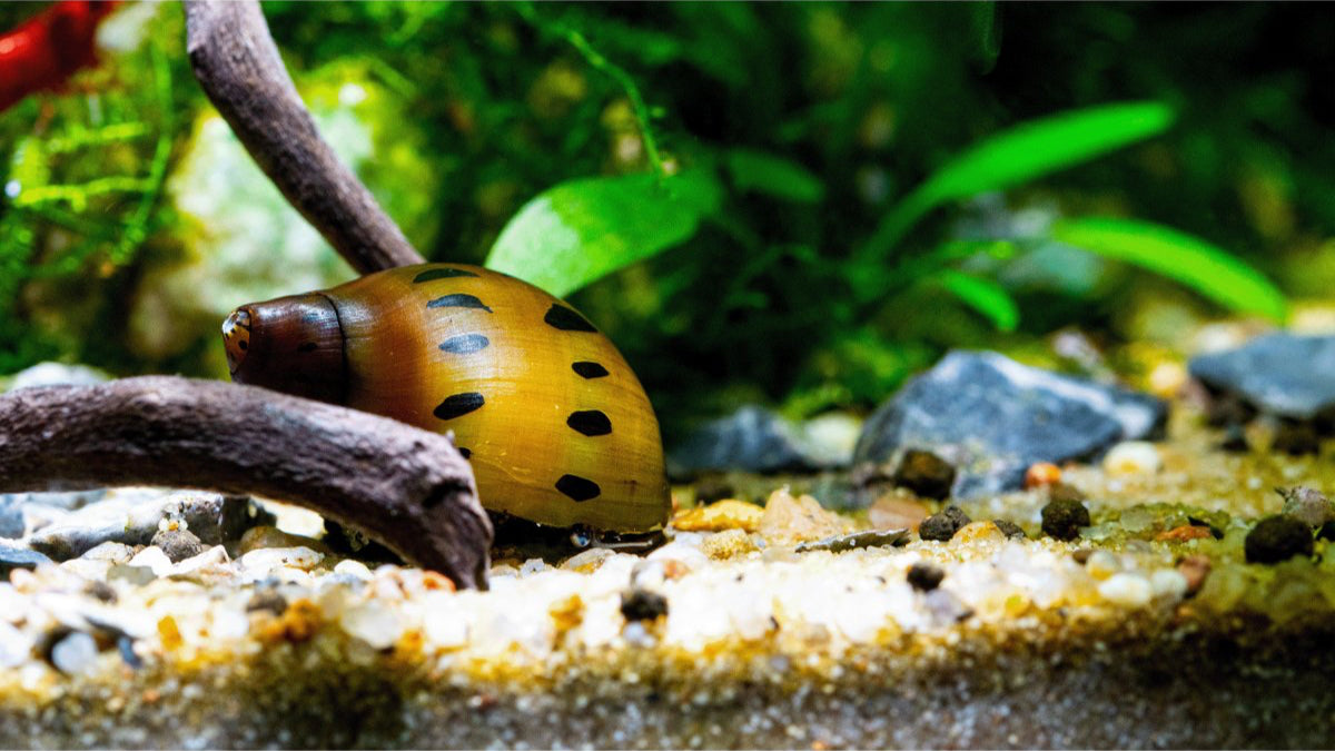 Orange Track Rennschnecke - Vittina semiconica - GarnelenTv-Shop

Orange Track Rennschnecke im Aquarium

