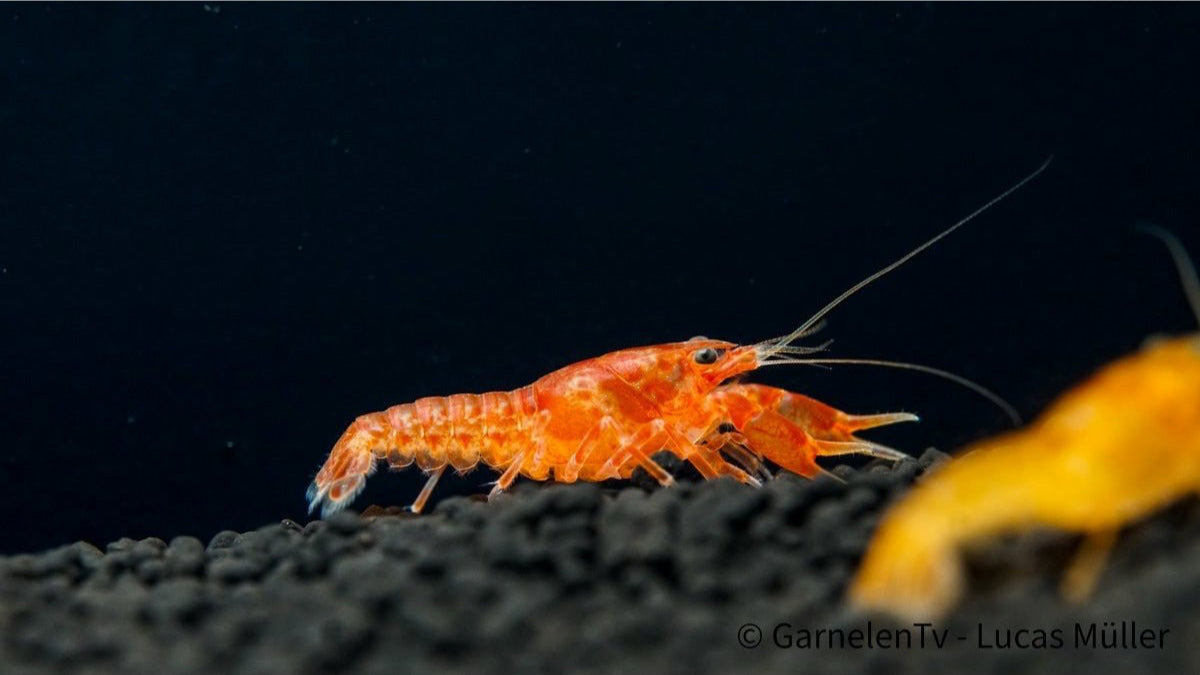 Nahaufnahme von Cambarellus patzcuarensis &quot;orange&quot;