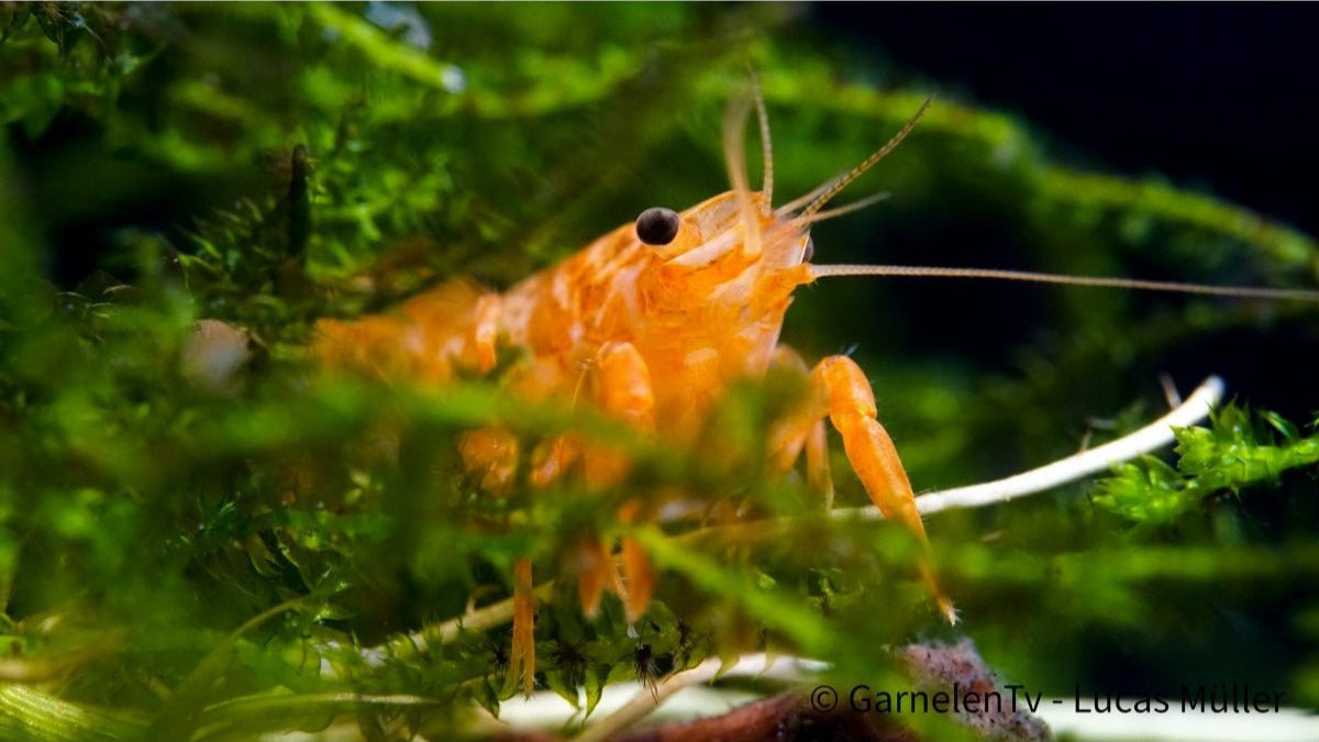 Orangefarbener Zwergkrebs, Oranger Zwergflusskrebs - CPO - Cambarellus patzcuarensis "orange" - GarnelenTv-Shop

Cambarellus patzcuarensis orange in Nano-Aquarium

