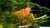 Orangefarbener Zwergkrebs, Oranger Zwergflusskrebs - CPO - Cambarellus patzcuarensis "orange" - GarnelenTv-Shop

Cambarellus patzcuarensis orange in Nano-Aquarium

