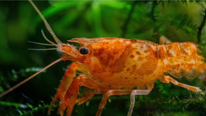 Orangefarbener Zwergflusskrebs CPO in einem Süßwasserbiotop