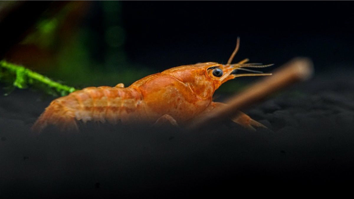 CPO Zwergkrebs schwimmt im Aquarium