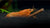 Orangefarbener Zwergkrebs, Oranger Zwergflusskrebs - CPO - Cambarellus patzcuarensis "orange" - GarnelenTv-Shop

Cambarellus patzcuarensis orange in Nano-Aquarium

