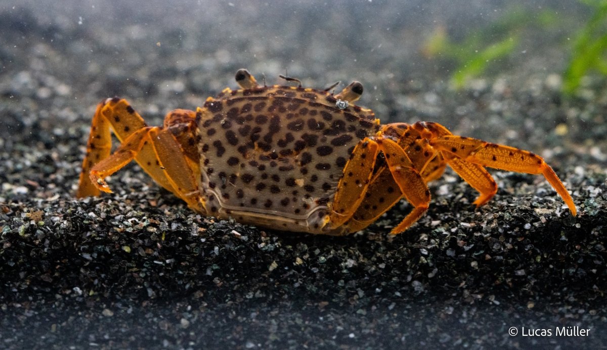 Pantherkrabbe - Parathelphusa pantherina - GarnelenTv-Shop

Pantherkrabbe mit auffälligem Muster im Aquarium

