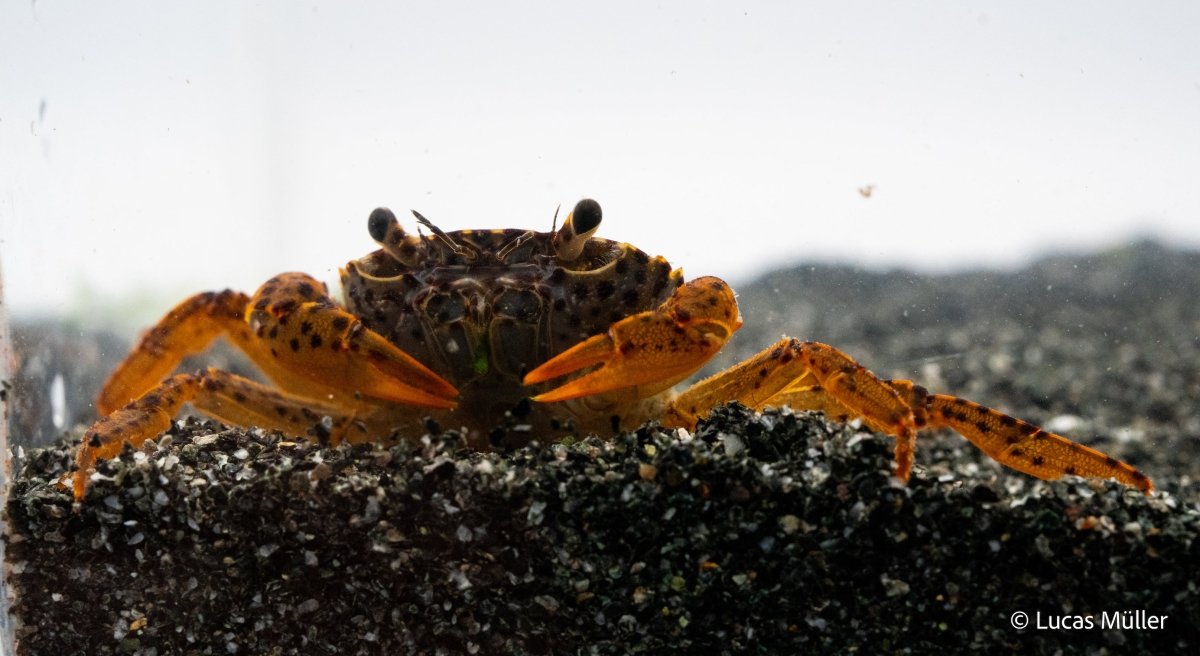 Pantherkrabbe - Parathelphusa pantherina - GarnelenTv-Shop

Pantherkrabbe mit auffälligem Muster im Aquarium

