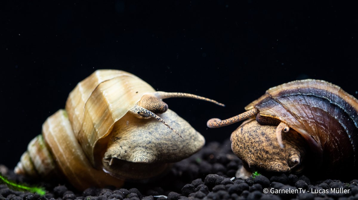 Pianoschnecke / Pinselalgen-Schnecke - Taia naticoides - GarnelenTv-Shop

Pianoschnecke (Taia naticoides) auf Aquarienpflanze

