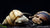 Pianoschnecke / Pinselalgen-Schnecke - Taia naticoides - GarnelenTv-Shop

Pianoschnecke (Taia naticoides) auf Aquarienpflanze

