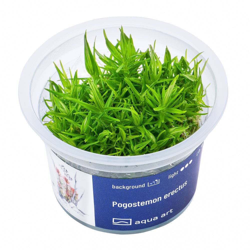 Pogostemon erectus - InVitro - GarnelenTv-Shop

Pogostemon erectus InVitro – Helle Stängelpflanze für den Hintergrund

