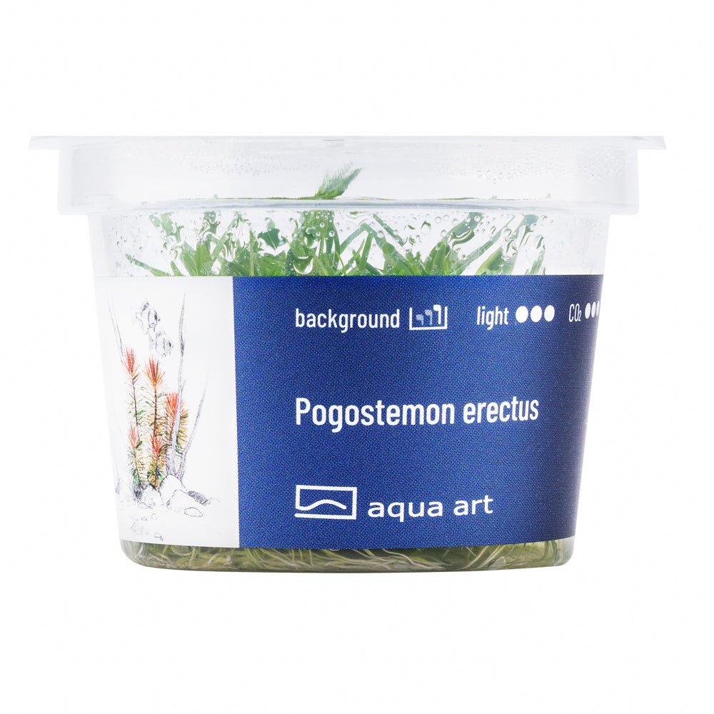Pogostemon erectus - InVitro - GarnelenTv-Shop

Pogostemon erectus InVitro – Helle Stängelpflanze für den Hintergrund

