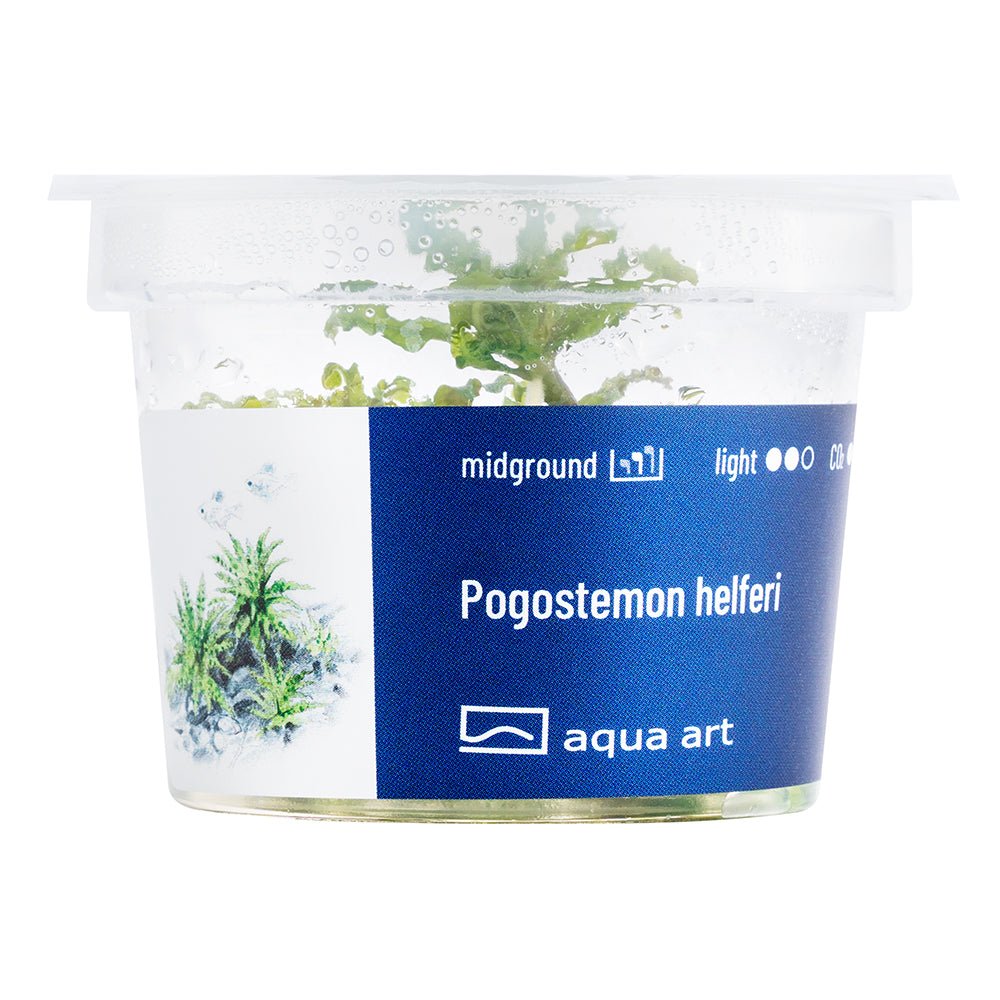 Pogostemon helferi InVitro – Grüne Teppichpflanze für den Mittelgrund

