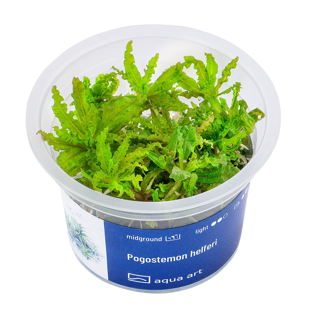 Pogostemon helferi - InVitro - GarnelenTv-Shop