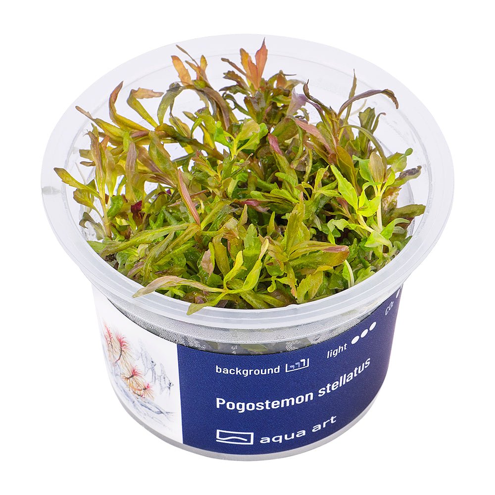 Pogostemon stellatus - InVitro - GarnelenTv-Shop

Pogostemon stellatus InVitro – Farbenfrohe Stängelpflanze für Aquarien

