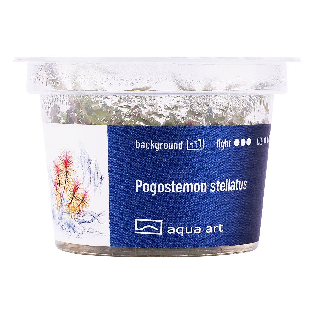 Pogostemon stellatus - InVitro - GarnelenTv-Shop

Pogostemon stellatus InVitro – Farbenfrohe Stängelpflanze für Aquarien

