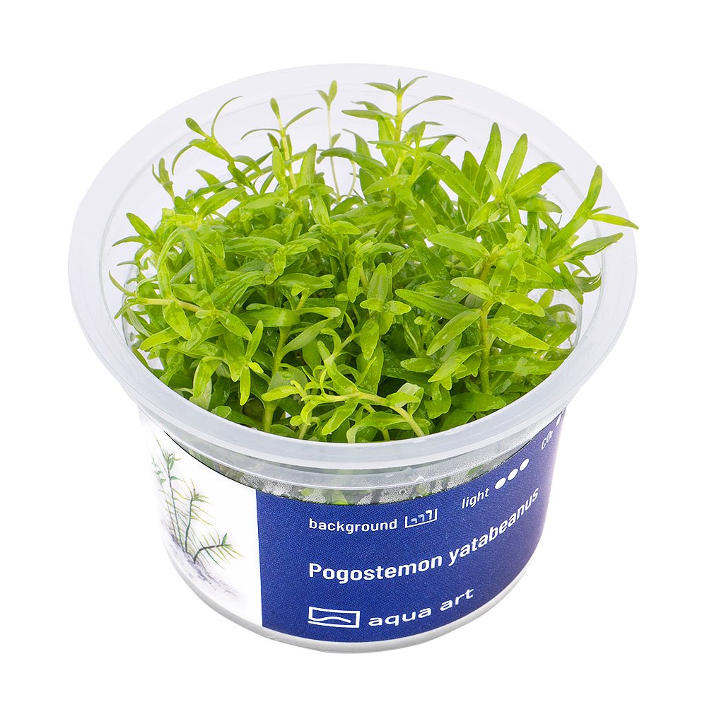 Pogostemon yatabeanus - InVitro - GarnelenTv-Shop

Pogostemon yatabeanus InVitro – Grüne Aquarienpflanze mit senkrechtem Wuchs

