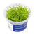 Pogostemon yatabeanus - InVitro - GarnelenTv-Shop

Pogostemon yatabeanus InVitro – Grüne Aquarienpflanze mit senkrechtem Wuchs

