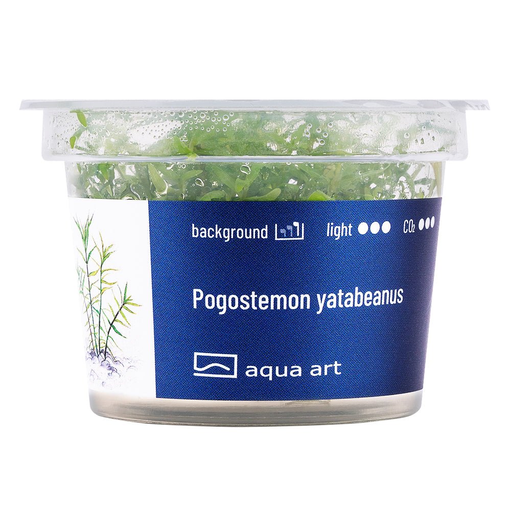 Pogostemon yatabeanus - InVitro - GarnelenTv-Shop

Pogostemon yatabeanus InVitro – Grüne Aquarienpflanze mit senkrechtem Wuchs

