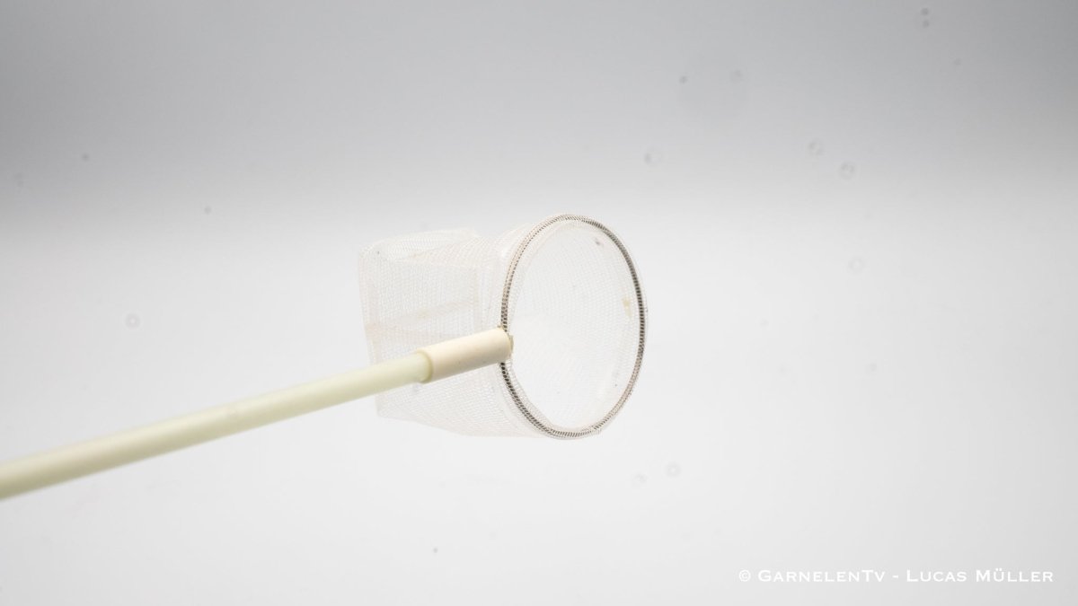 Profi Garnelenkescher | Fiberglas 35 cm - GarnelenTv-Shop

Profi Garnelenkescher mit Fiberglas Stiel
