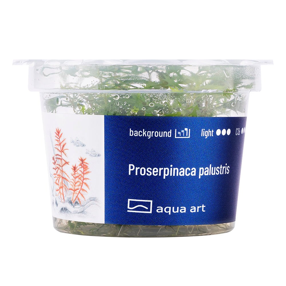 Proserpinaca palustris - InVitro - GarnelenTv-Shop

Proserpinaca palustris InVitro – Aquarienpflanze mit wechselständigen, braunroten Blättern

