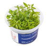 Proserpinaca palustris - InVitro - GarnelenTv-Shop