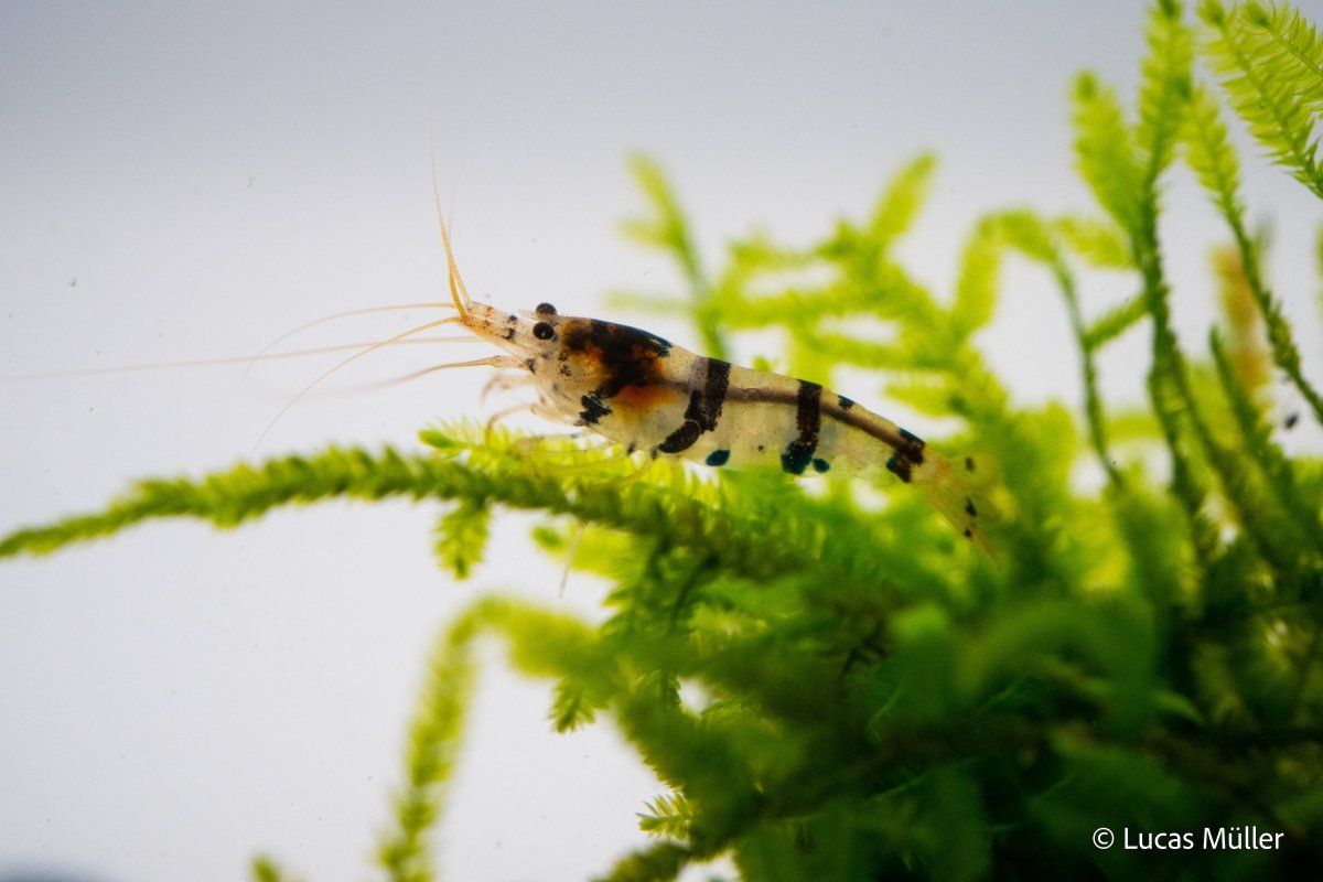 Raccoon Tigergarnele - Caridina sp - GarnelenTv-Shop

Raccoon Tigergarnele Caridina sp im Aquarium


