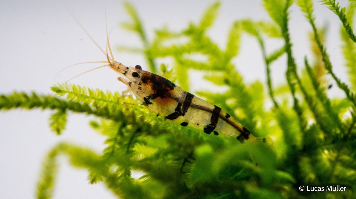 Raccoon Tigergarnele - Caridina sp - GarnelenTv-Shop

Raccoon Tigergarnele Caridina sp im Aquarium

